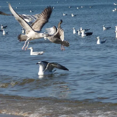 Krolewiecki - Goscinne