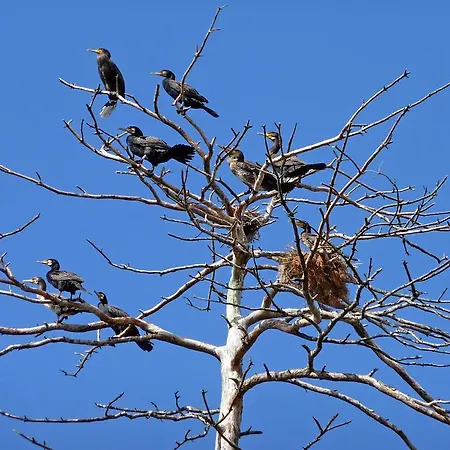 Krolewiecki - Goscinne * Sztutowo