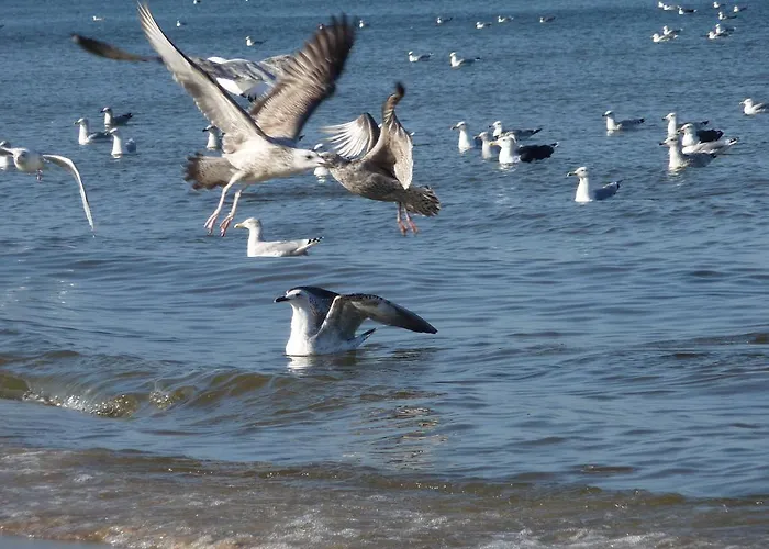 Krolewiecki - Goscinne