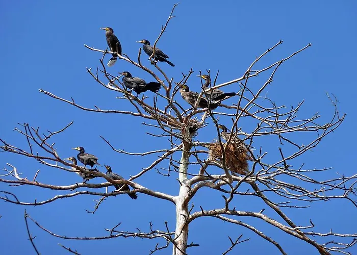 Krolewiecki - Goscinne * Sztutowo